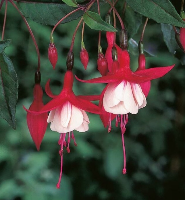  Fuchsia  Madame Cornelissen - обичка градинска зимоустойчива (1604)